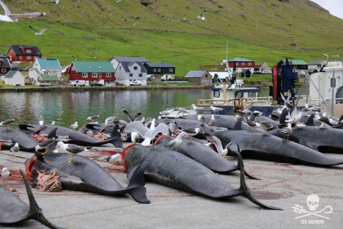 Graphic photos show bloody Faroe Islands whale hunts Nexus Newsfeed