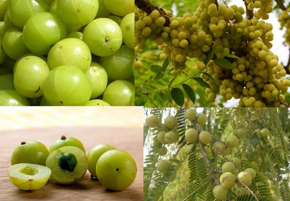 Amalaki (Amla) Fruit