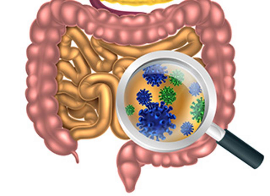 engineering-the-gut-microbiome-with-good-bacteria-may-help-treat