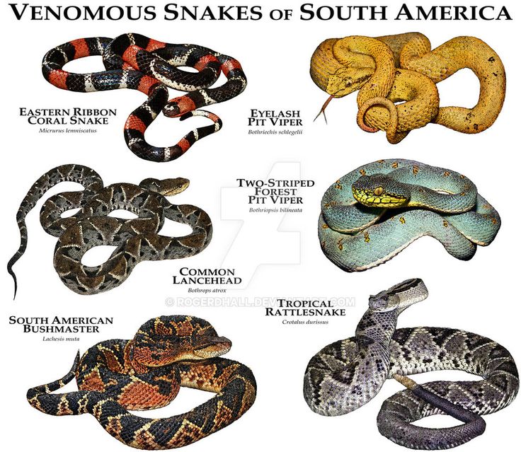 Snake Names List