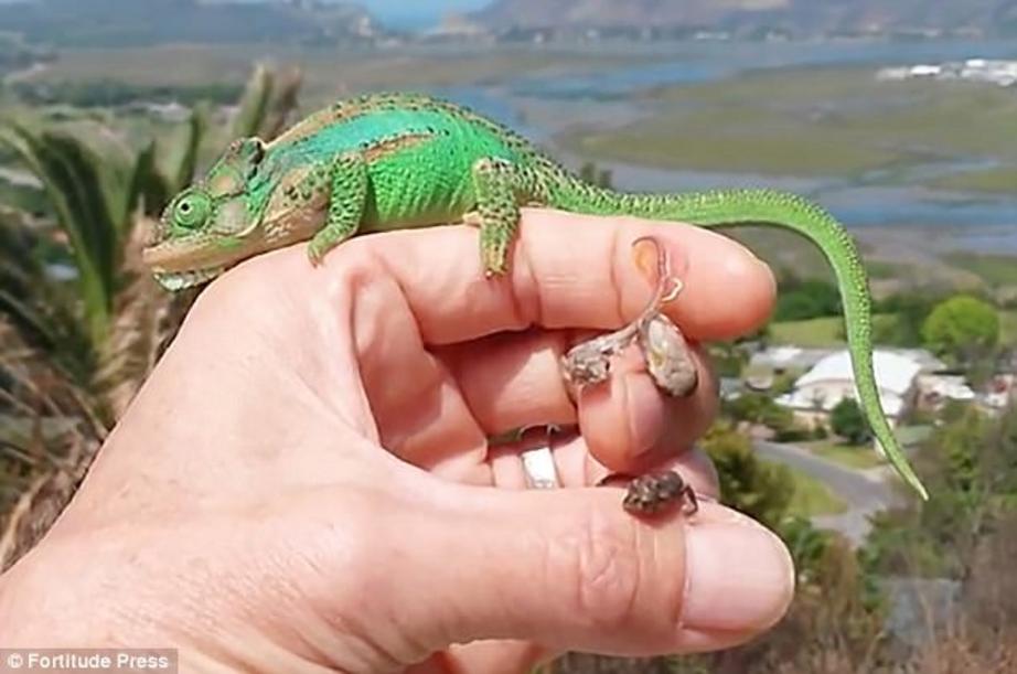 The incredible moment a chameleon gives birth to 26 adorable fingernail