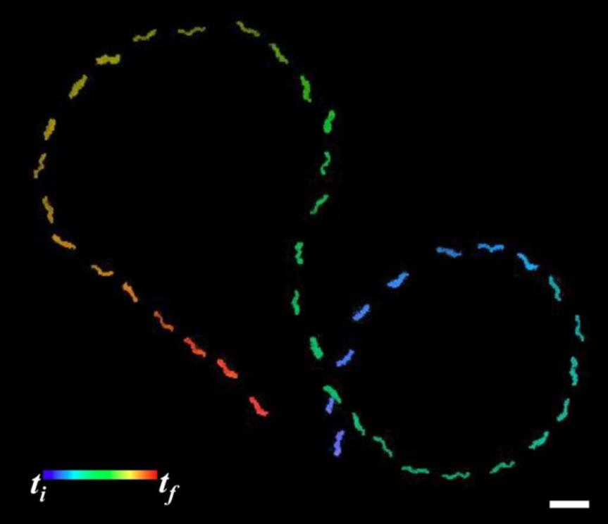 Trajectory of a templated helical silica nanoswimmer manually controlled to move in an approximate figure-eight pattern; scale bar is 5 ?m.  Credit: Jamel Ali