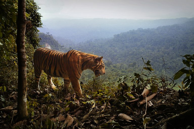 deforestation-in-sumatra-carves-up-tiger-habitats-into-ever-smaller