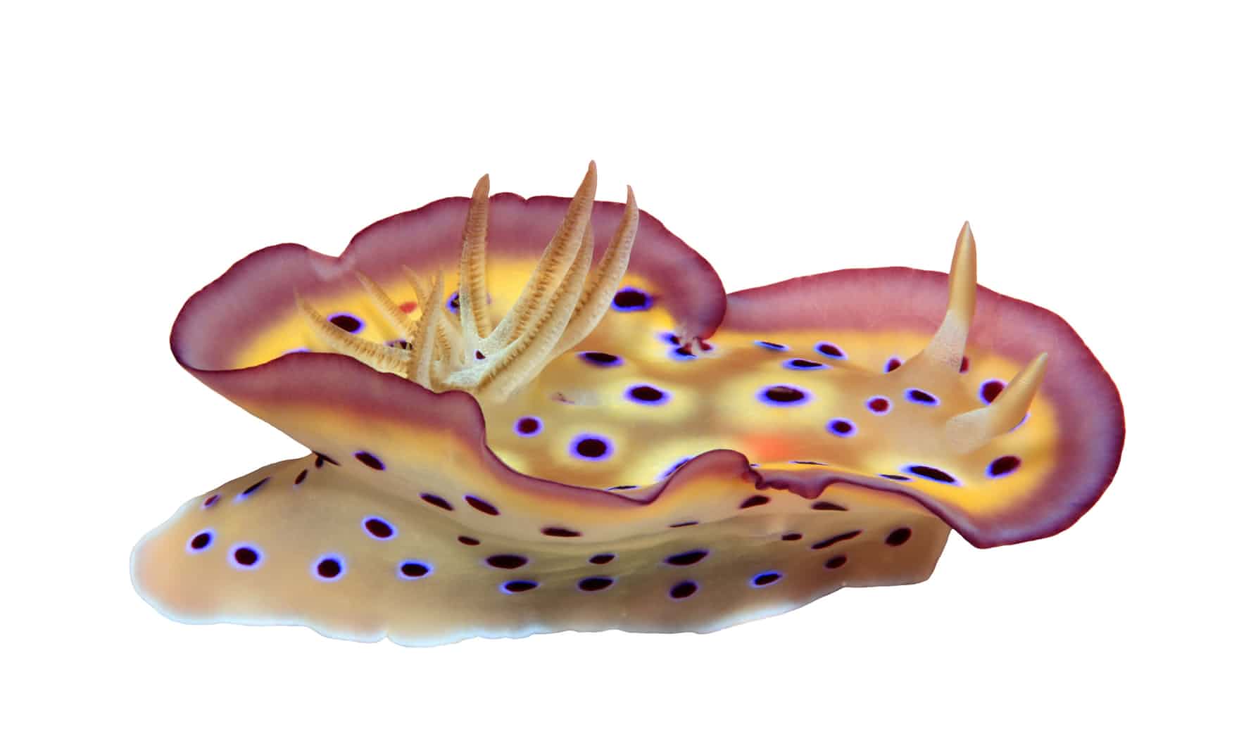 Голожаберный моллюск рисунок