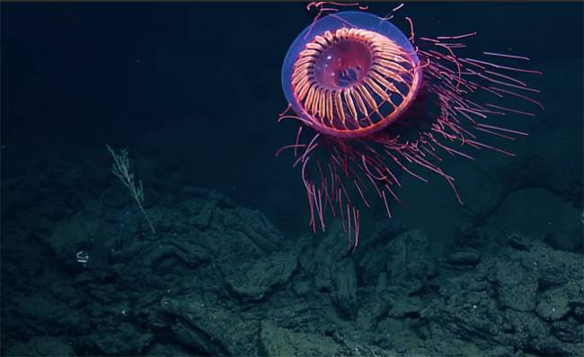 Scientists encounter jellyfish that looks like 