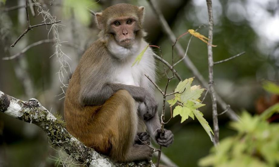 A rhesus macaques monkey along the Silver river in Silver Springs, Florida. 