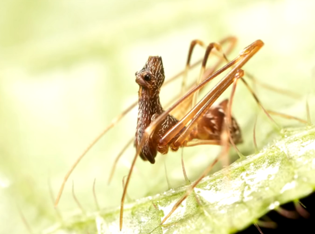 18 New Species Of Spiders That Look Like Pelicans Nexus Newsfeed 