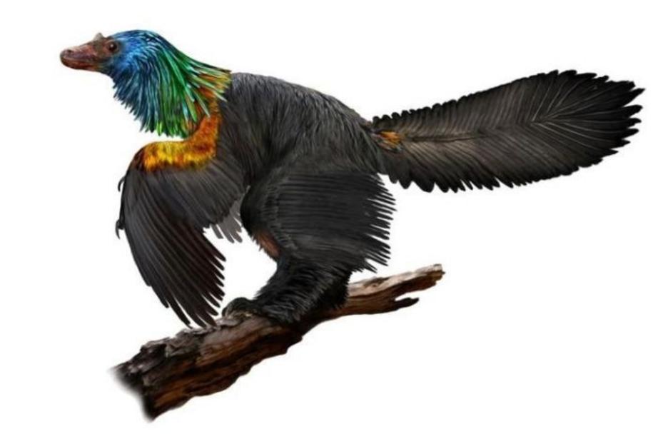 Photo: The dinosaur, named Caihong juji, had iridescent rainbow feathers around its head and neck. (Reuters: Velizar Simeonovski/The Field Museum)