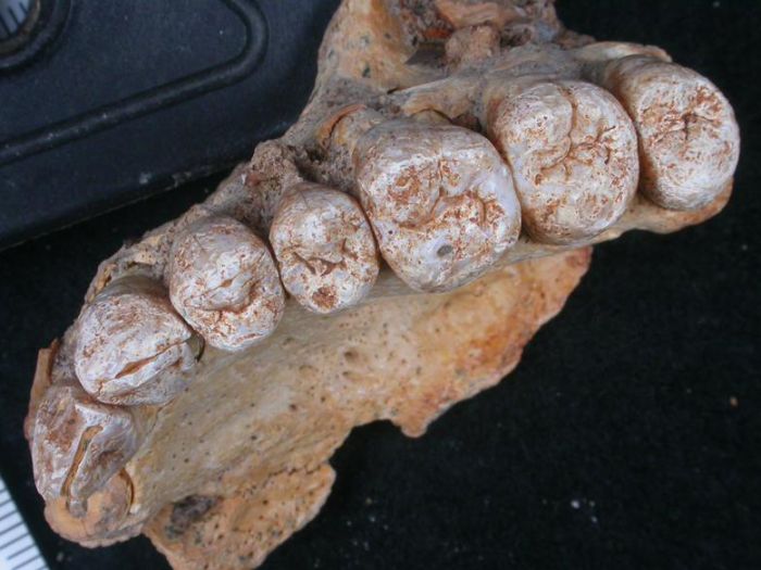 Ancient Jaw Bone Found In Israel Shows Modern Humans Left Africa ...