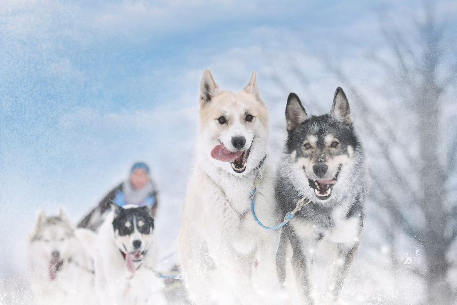 champion-dog-sledders-adding-coconut-oil-to-dogs-diet-to-boost