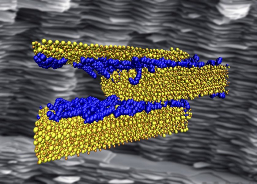 weak-hydrogen-bonds-key-to-strong-tough-infrastructure-nexus-newsfeed