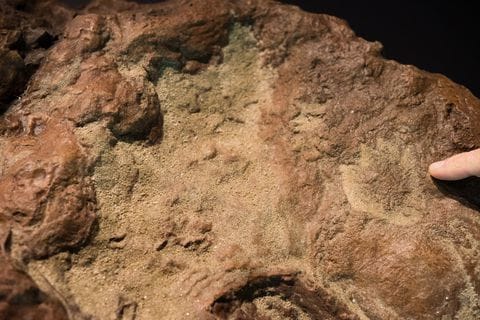 Prints of a baby and adult nodosaur are among dozens of tracks found at NASA’s Goddard Space Flight Center in Maryland. 