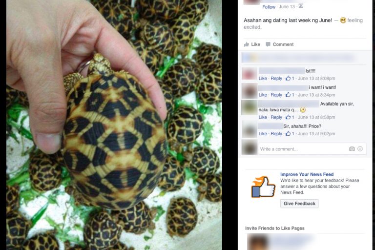 Facebook being used for illegal reptile trade in the Philippines ...