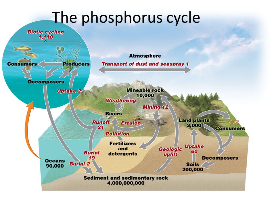 Is Phosphorus Bad For Humans