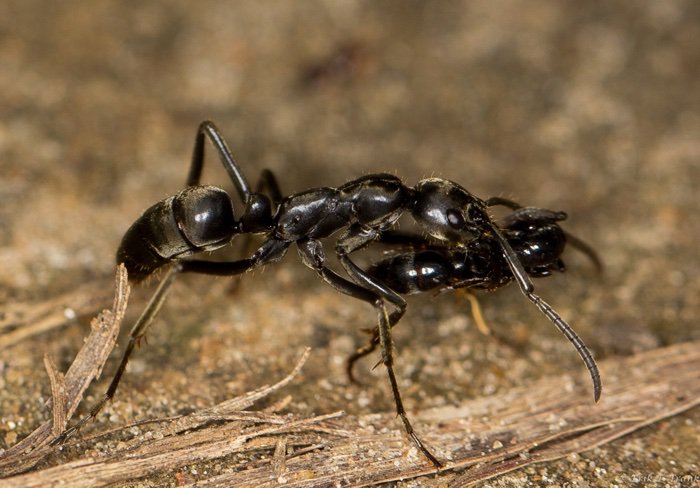 Fierce Warrior Ants Are The First Insects Ever Observed To Treat Their ...