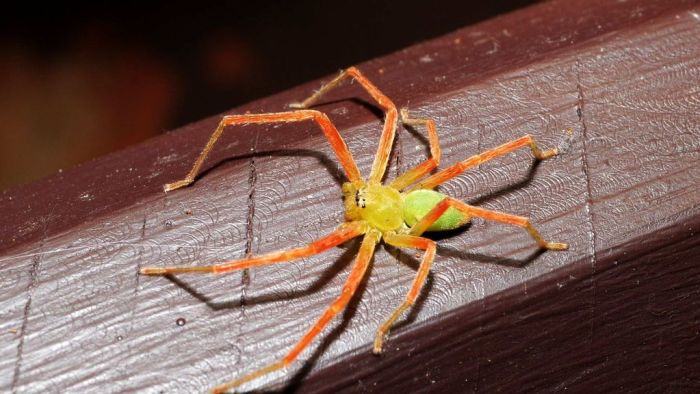 Scientist discovers more than 300 spiders using the vibration from his diesel engine (ABC News)