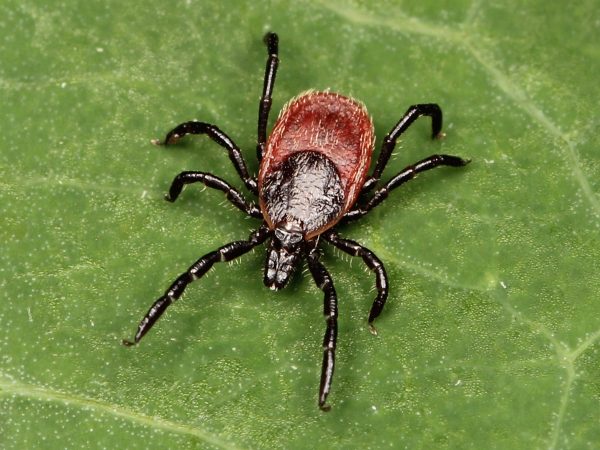 Lone star ticks do not spread Lyme disease: researchers review 30 years ...