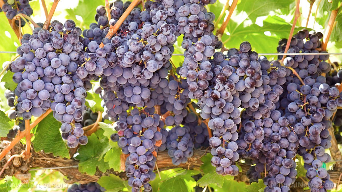 Grape-derived compounds found to reduce severity of stress-induced ...