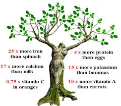 miracletrees.org