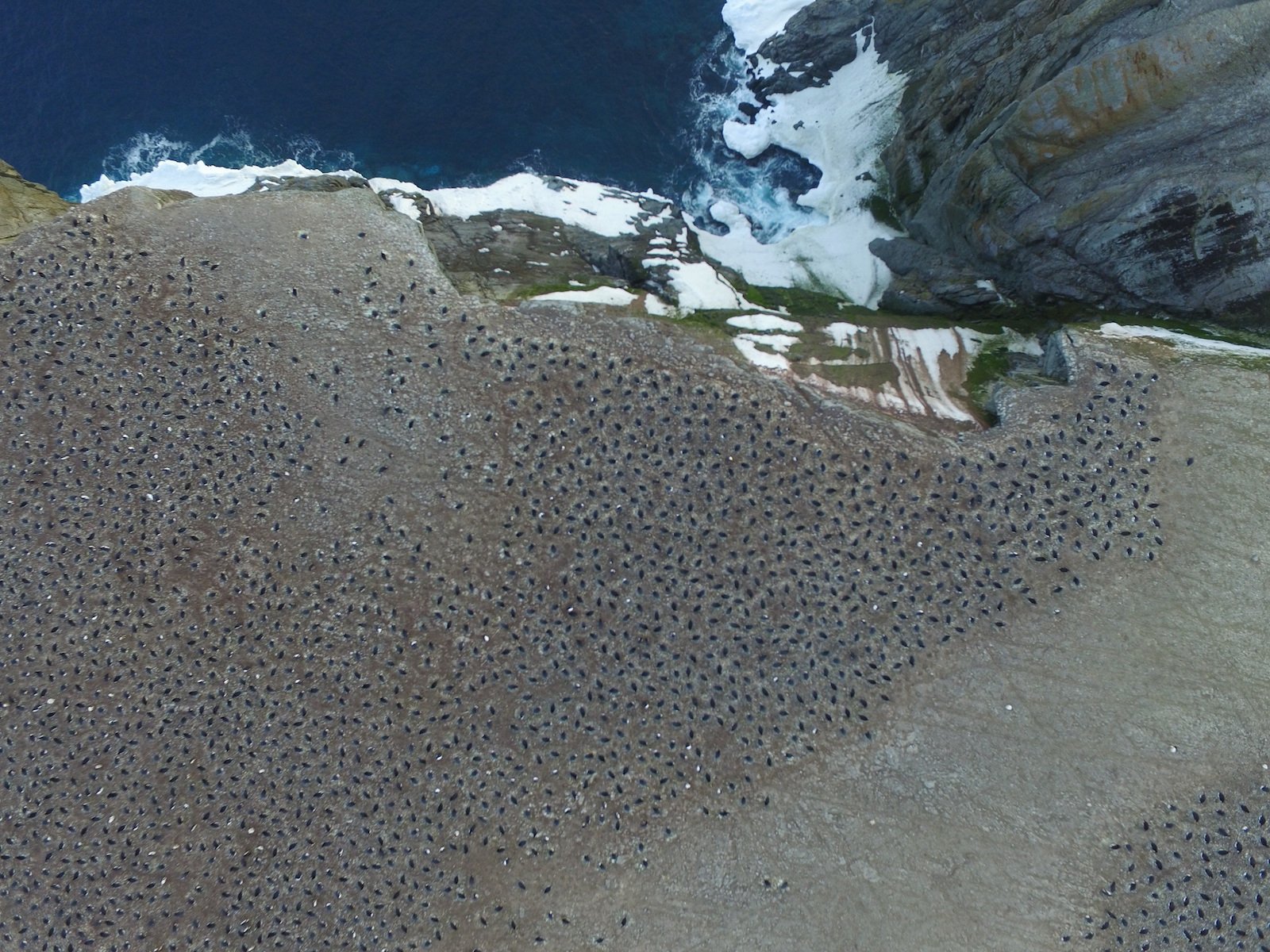 The Adélie penguins from above.