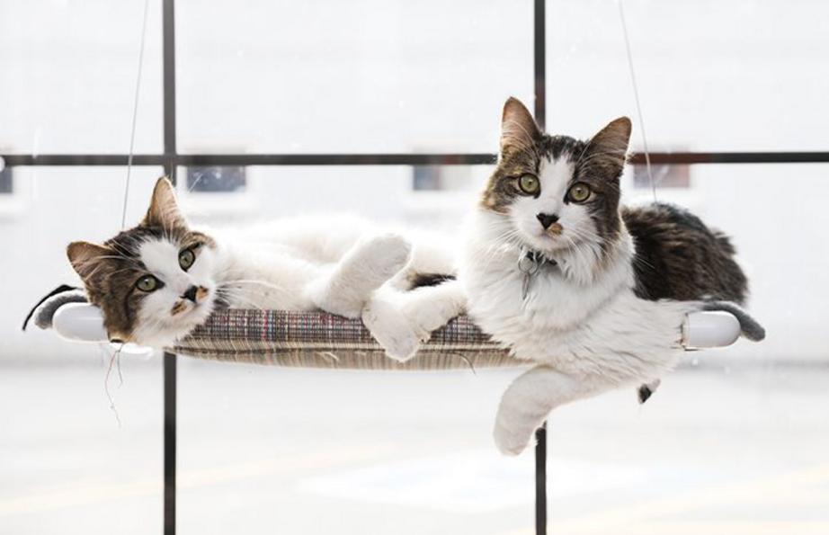 successfully-introducing-rescue-cats-into-your-home-nexus-newsfeed