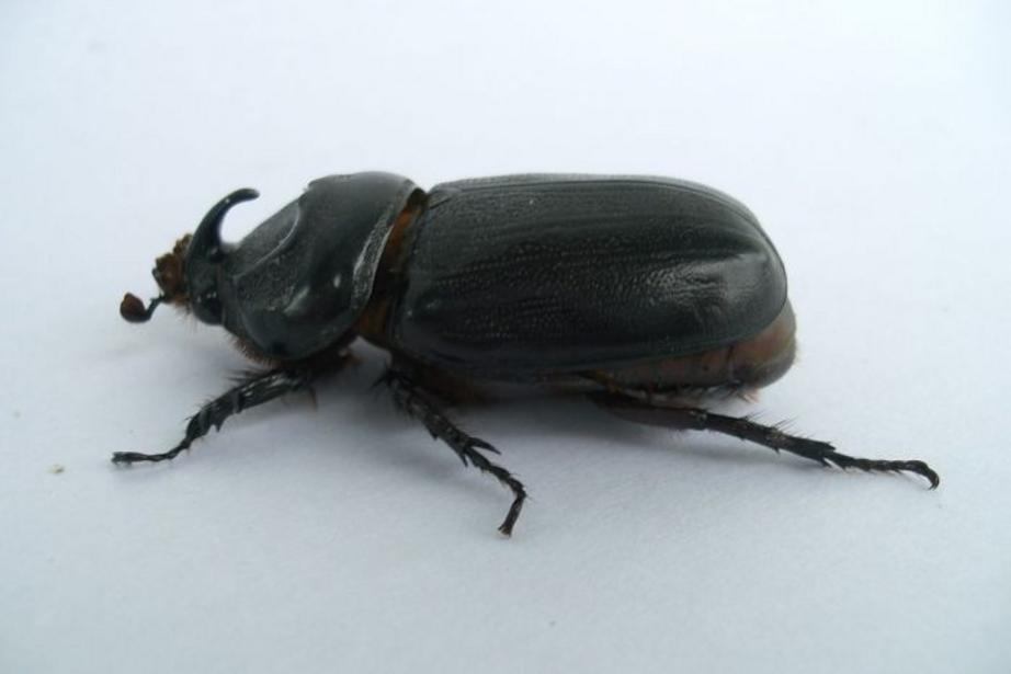 It is believed the Coconut Rhinoceros Beetle may have come from Asia.