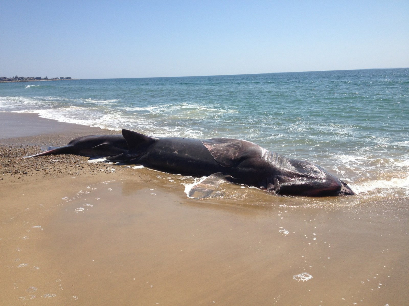 Mystery 'Loch Ness monster' washes up on a beach in Georgia - Nexus ...