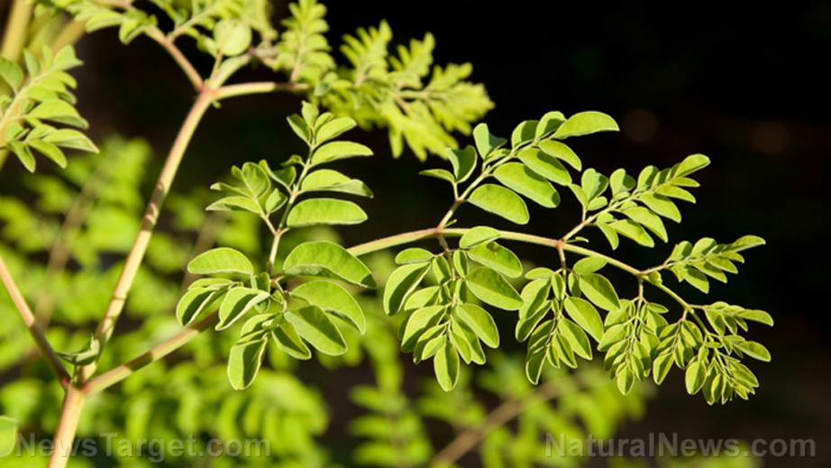 Leaf stem extract. Цветы моринги. Моринга листья фото.