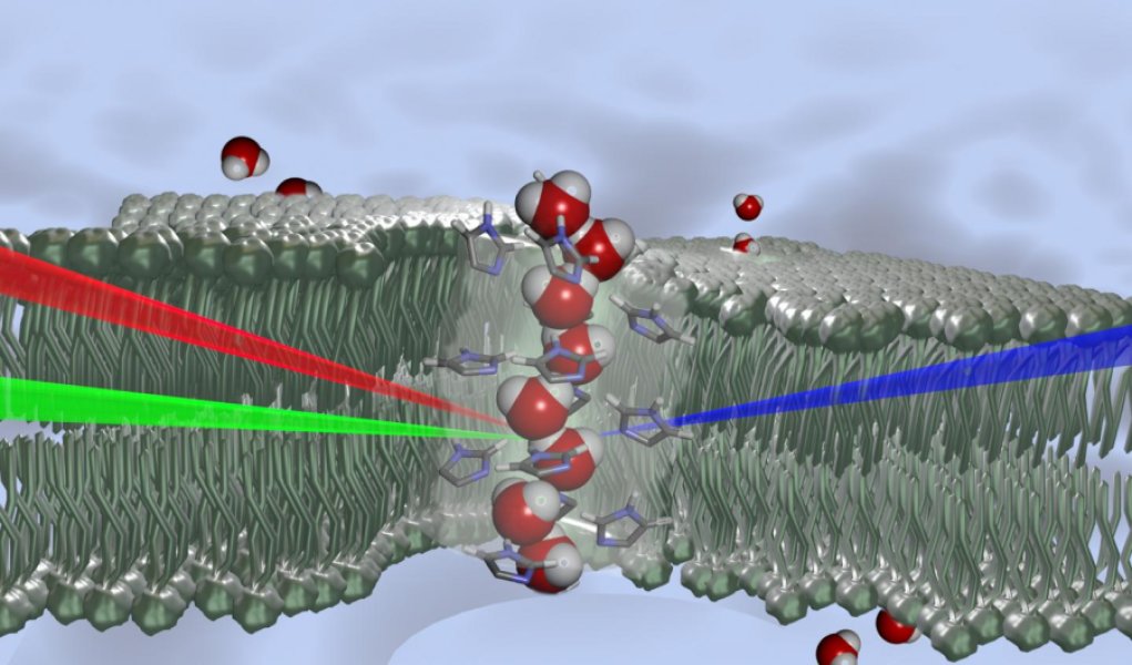 Schematic representation of water molecules with a wire-like structure oriented in a single direction in the core of a channel, shown as transparent. Formed from histamine derivatives, this chiral channel forms spontaneously within the phospholipid bilaye