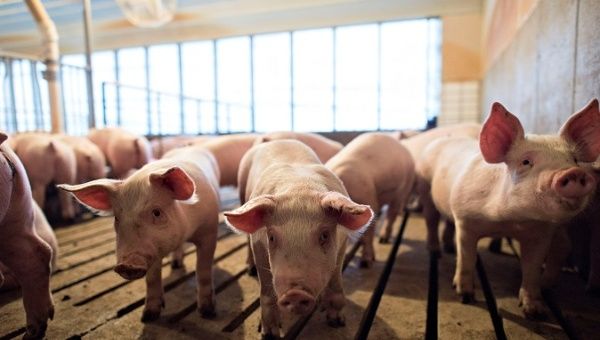 Several-week-old pigs stand in a pen inside a barn at Paustian Enterprises in Walcott, Iowa, November 19, 2014 | Photo: Reuters