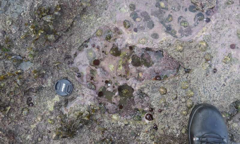 A series of rare dinosaur footprints discovered on the Isle of Skye, including this one made by a two-meter high theropod, is helping experts establish details of an important period in dinosaur evolution. Credit: Paige dePolo  Read more at: https://phys.