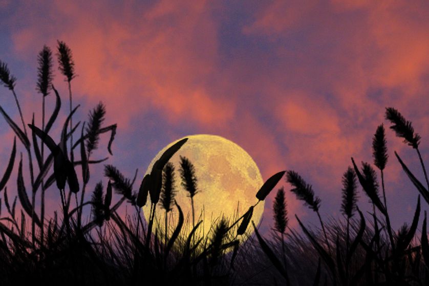 The full 'pink' moon is so-named because its timing follows the appearance of the moss pink, or phlox, flower.