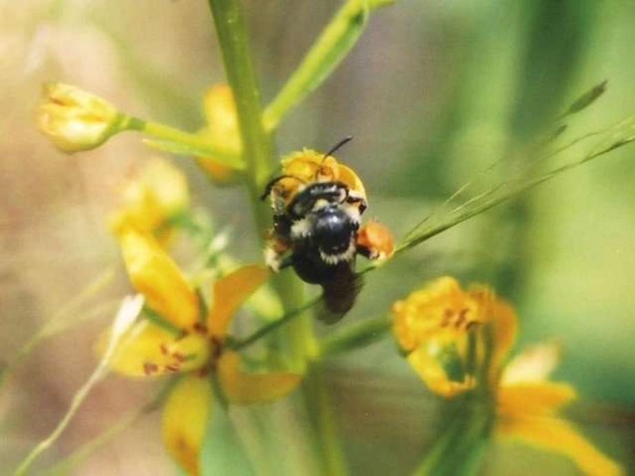 One of the host bee species, Macropis nuda, collecting oil from a Lysimachia terrestris flower.
