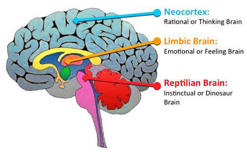 Some reptilian traits in human beings - Nexus Newsfeed