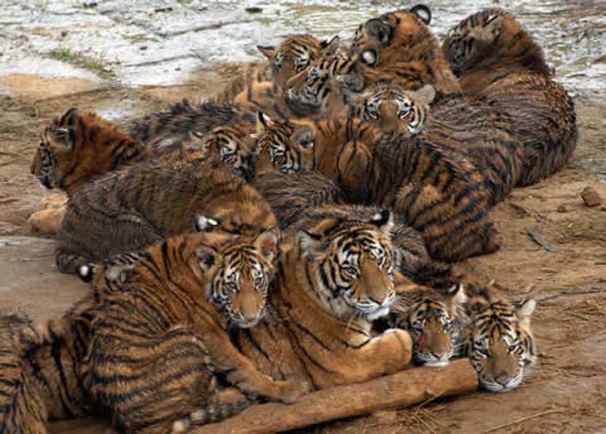 Некоторых животных люди издавна. Прайд тигров. Стая тигров. Много животных. Множество животных.