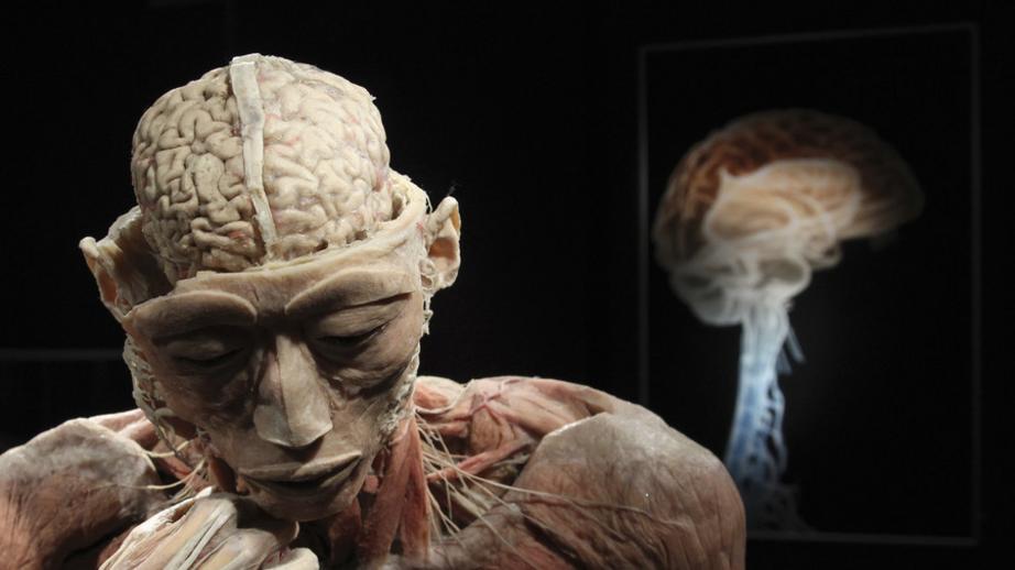 FILE PHOTO: A plastinated human body exhibit © Francois Lenoir / Reuters