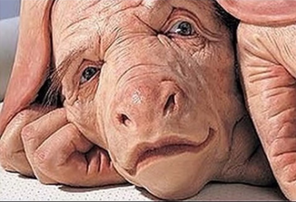 Would you want to be a pig with a human brain? - Nexus Newsfeed