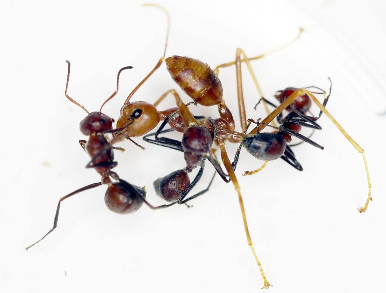 newly-discovered-exploding-ant-sacrifices-itself-for-the-colony-nexus