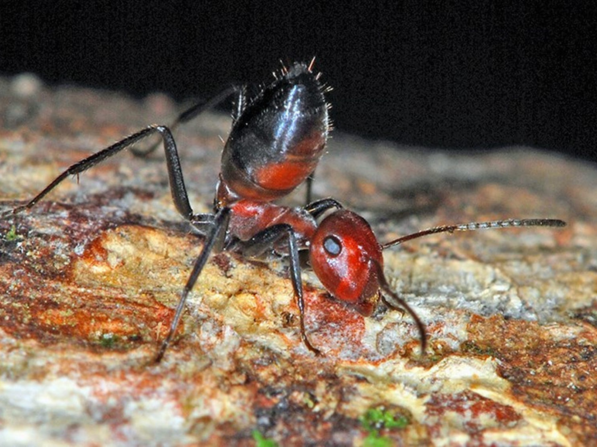 newly-discovered-exploding-ant-sacrifices-itself-for-the-colony-nexus