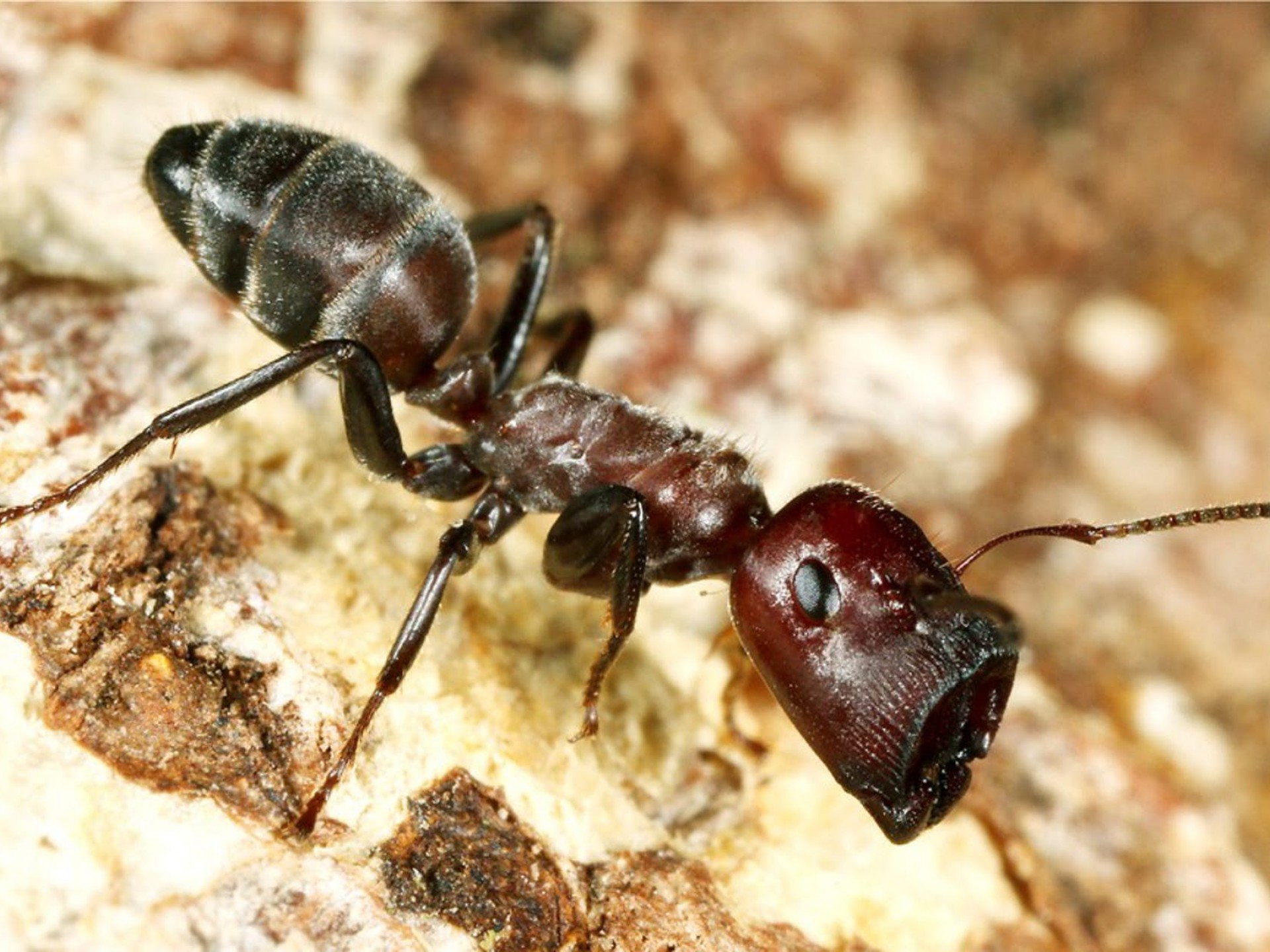 Новый вид насекомых. Пробкоголовый муравей. Муравьи камикадзе. Малазийские муравьи камикадзе. Муравьи матабеле.