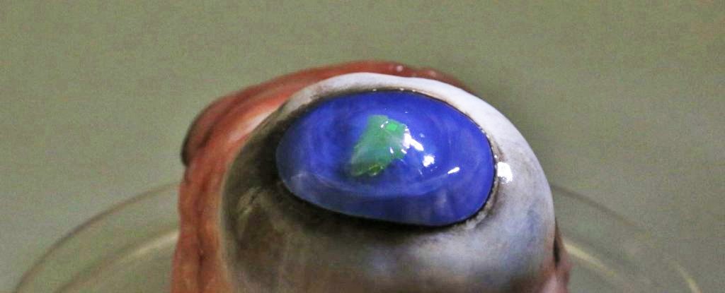 Finally, a contact lens that actually beams lasers from your eyes