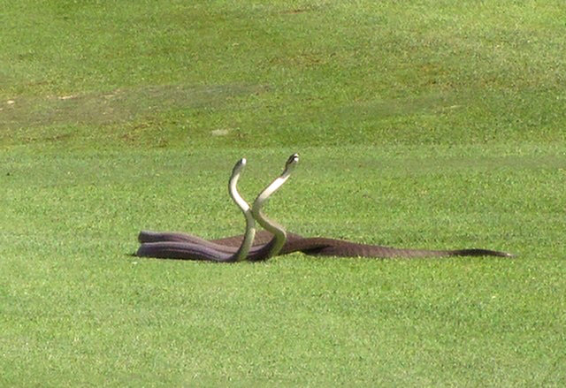 Venomous snakes tend to avoid biting or injuring each other during a fight, so their combat looks almost like a dance.